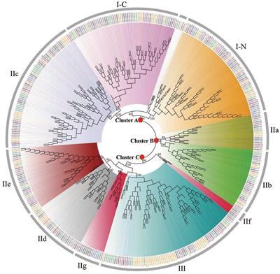 Comparative Genomic Analysis Reveals Extensive Genetic Variations of WRKYs in Solanaceae and Functional Variations of CaWRKYs in Pepper